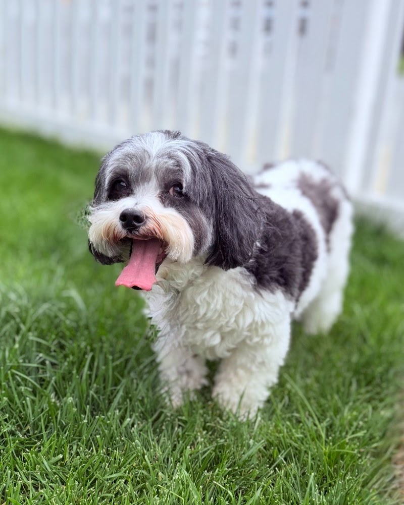 Retired Couple Pet Care - Fully Insured photo 5