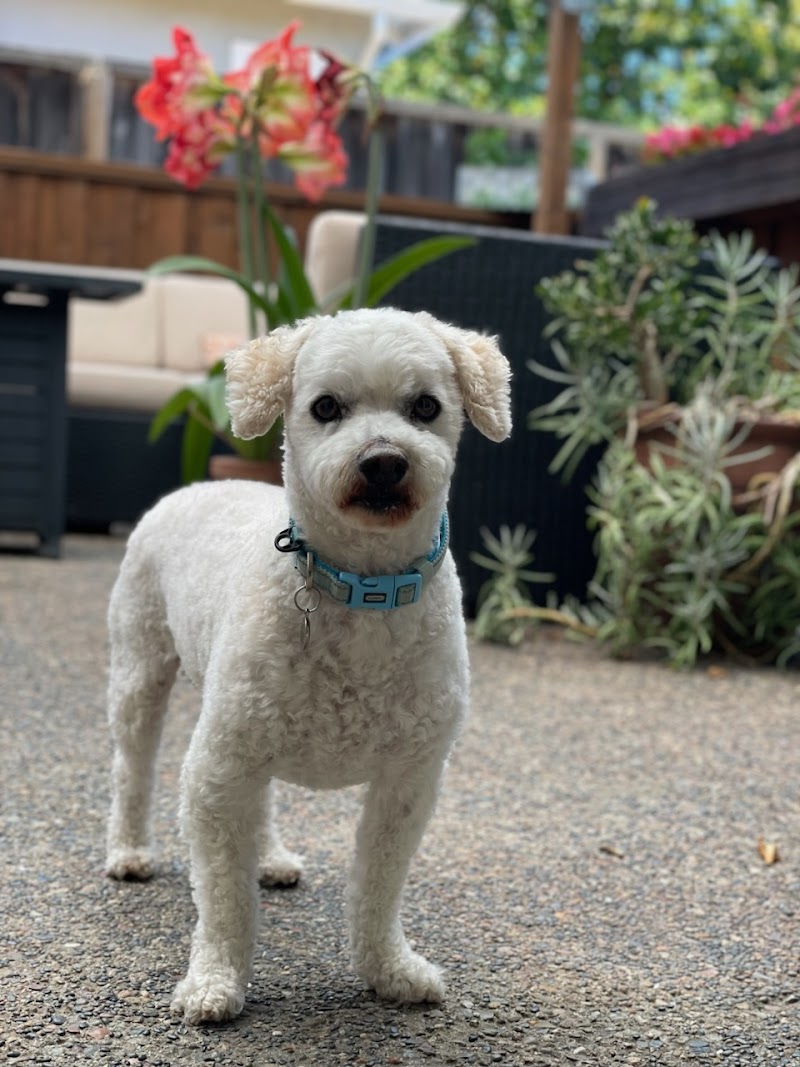 Retired Couple Pet Care - Fully Insured photo 4