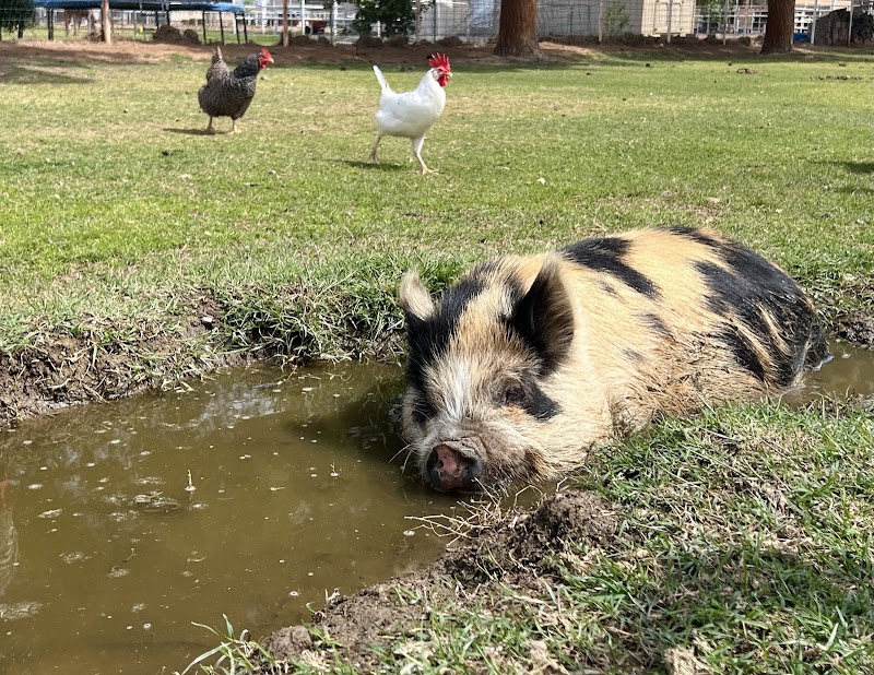 Rebel Hearts Ranch photo 4