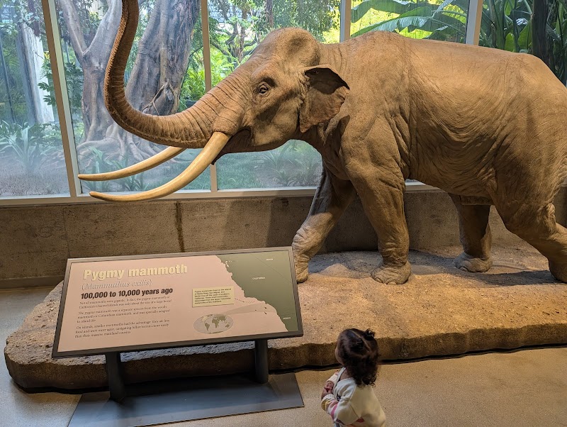 La Brea Tar Pits and Museum photo 3