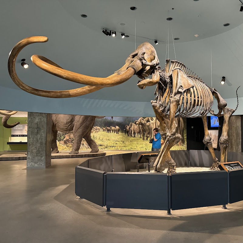 Photo of La Brea Tar Pits and Museum