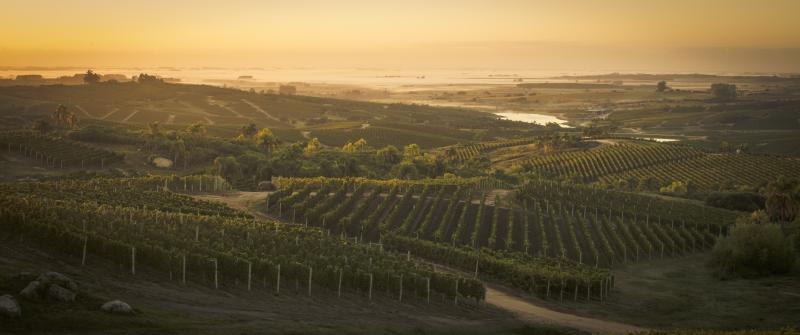 Photo of Uruguay Wine Company