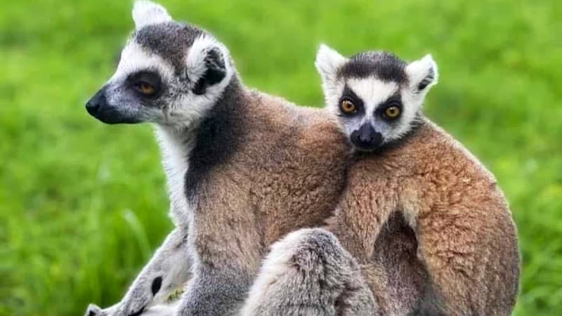 Photo of Chase Sanctuary and Wildlife Conservancy, 501-C(3)
