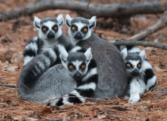 Chase Sanctuary and Wildlife Conservancy, 501-C(3) photo 2