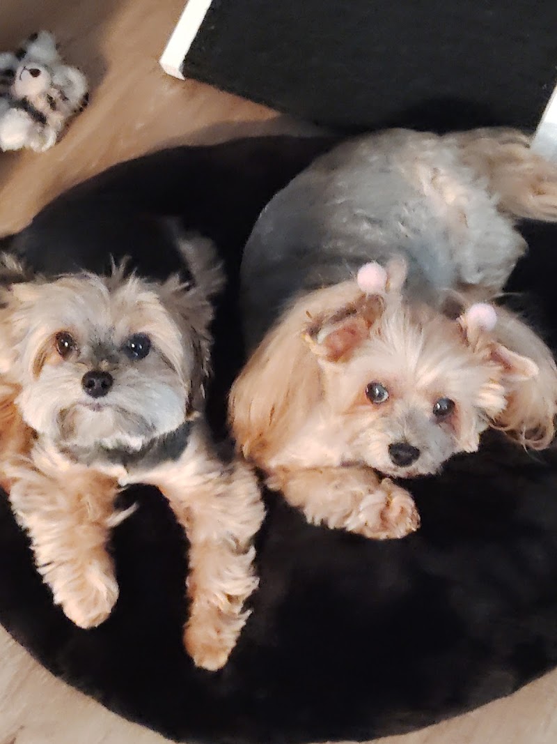 Talana's Animal Nanny Petsitting photo 3