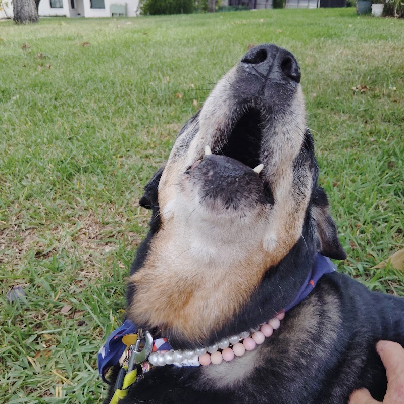 Photo of Talana's Animal Nanny Petsitting