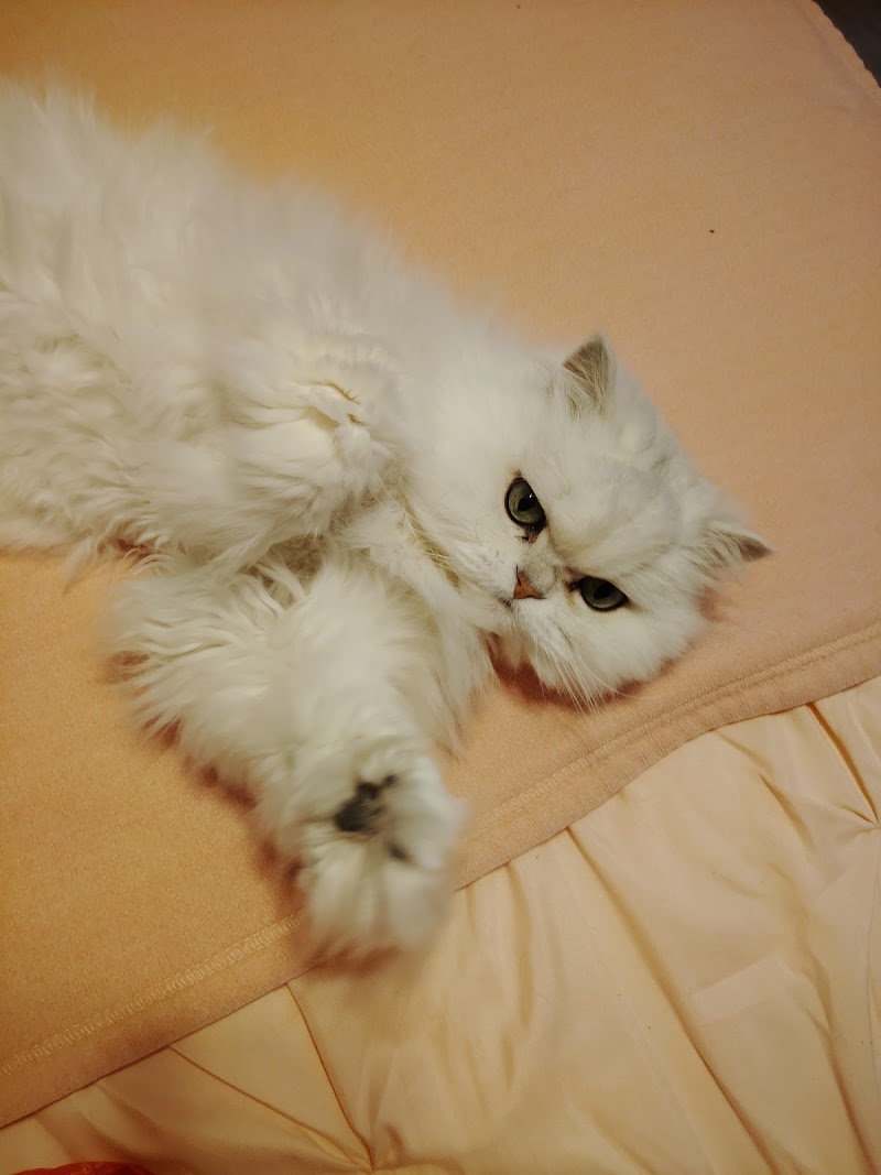 Talana's Animal Nanny Petsitting photo 4