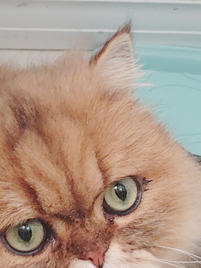 Talana's Animal Nanny Petsitting photo 2