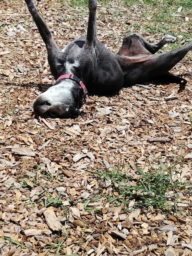 Talana's Animal Nanny Petsitting photo 5