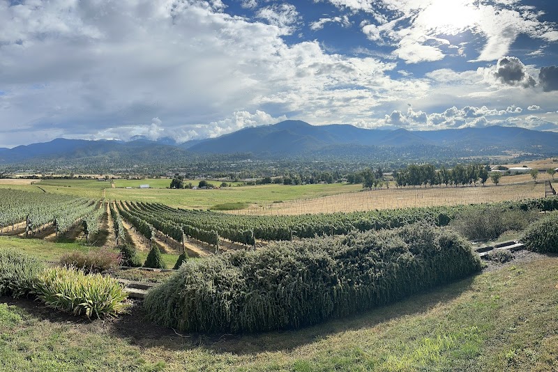 Dana Campbell Vineyards photo 4