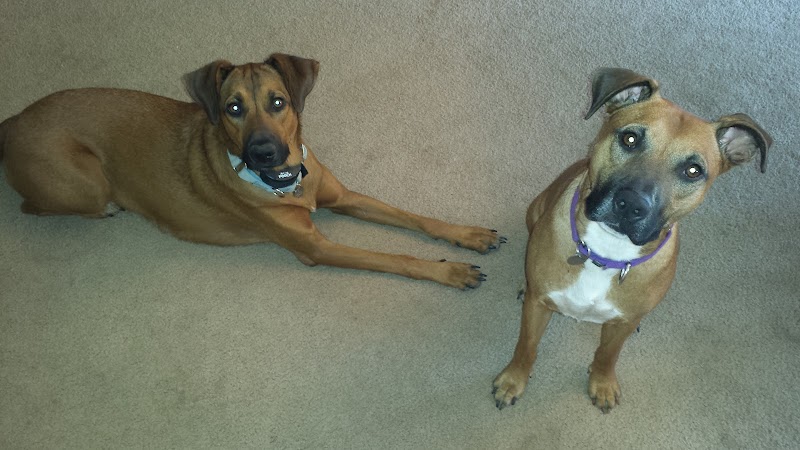 Woof and Whiskers Pet Sitting, LLC photo 5