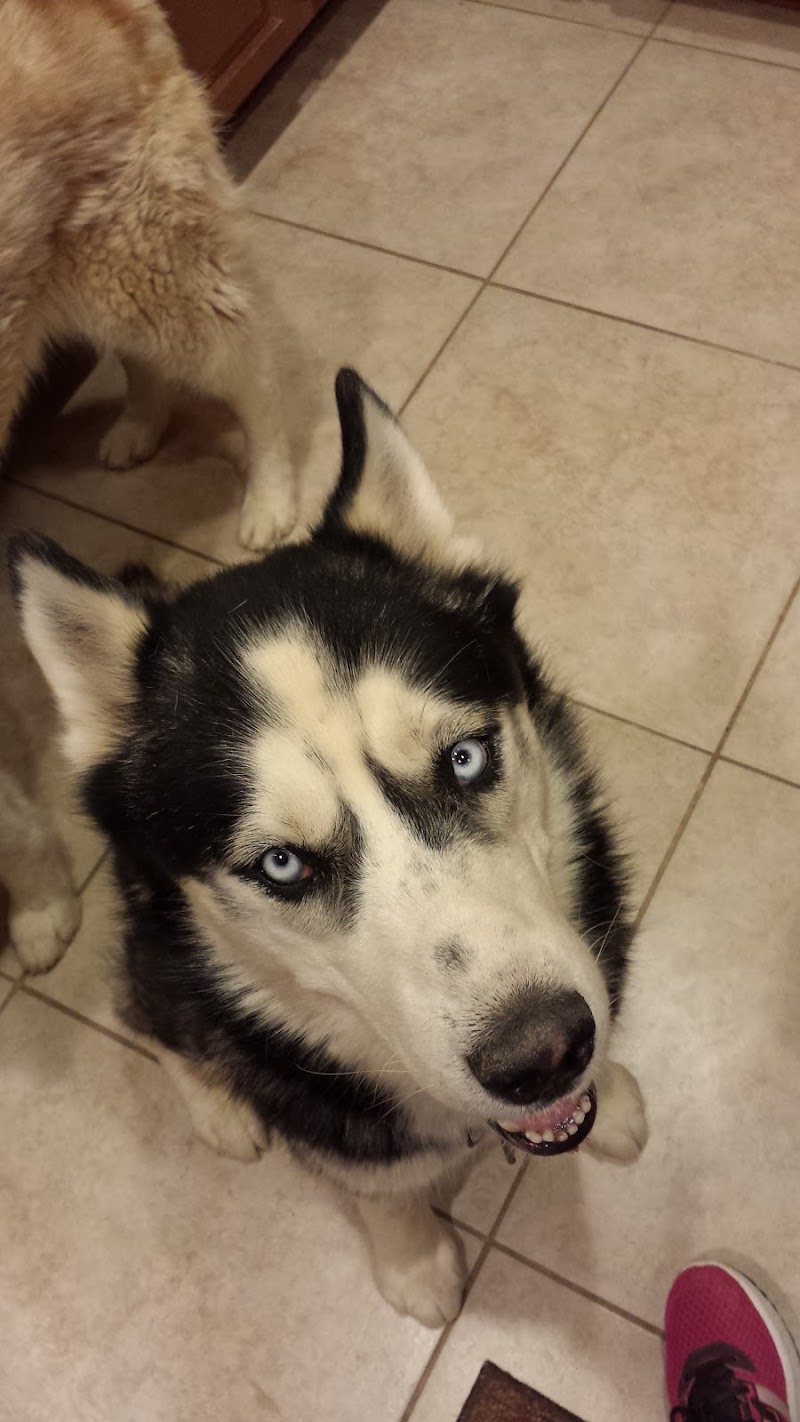 Woof and Whiskers Pet Sitting, LLC photo 4