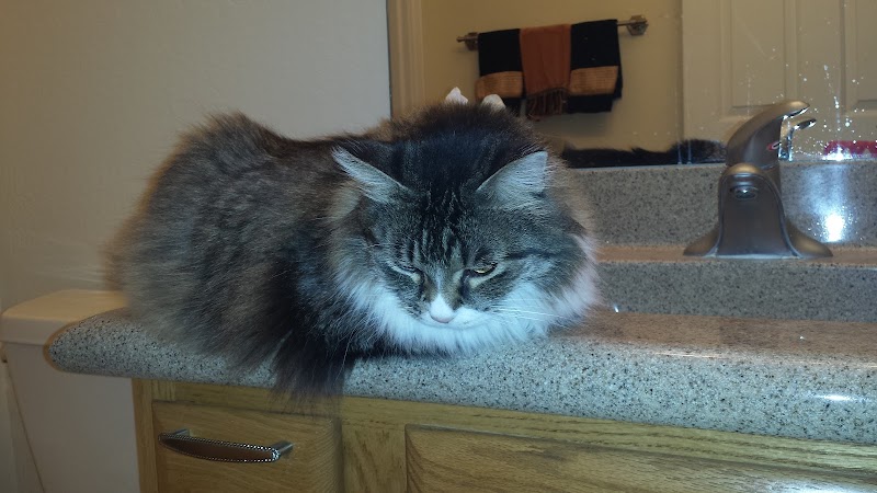 Woof and Whiskers Pet Sitting, LLC photo 2