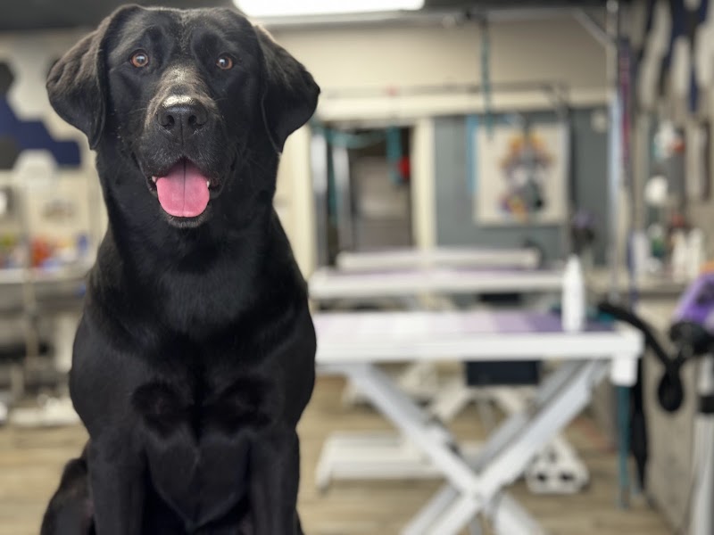 Canine & Company: A Pet Spa photo 3