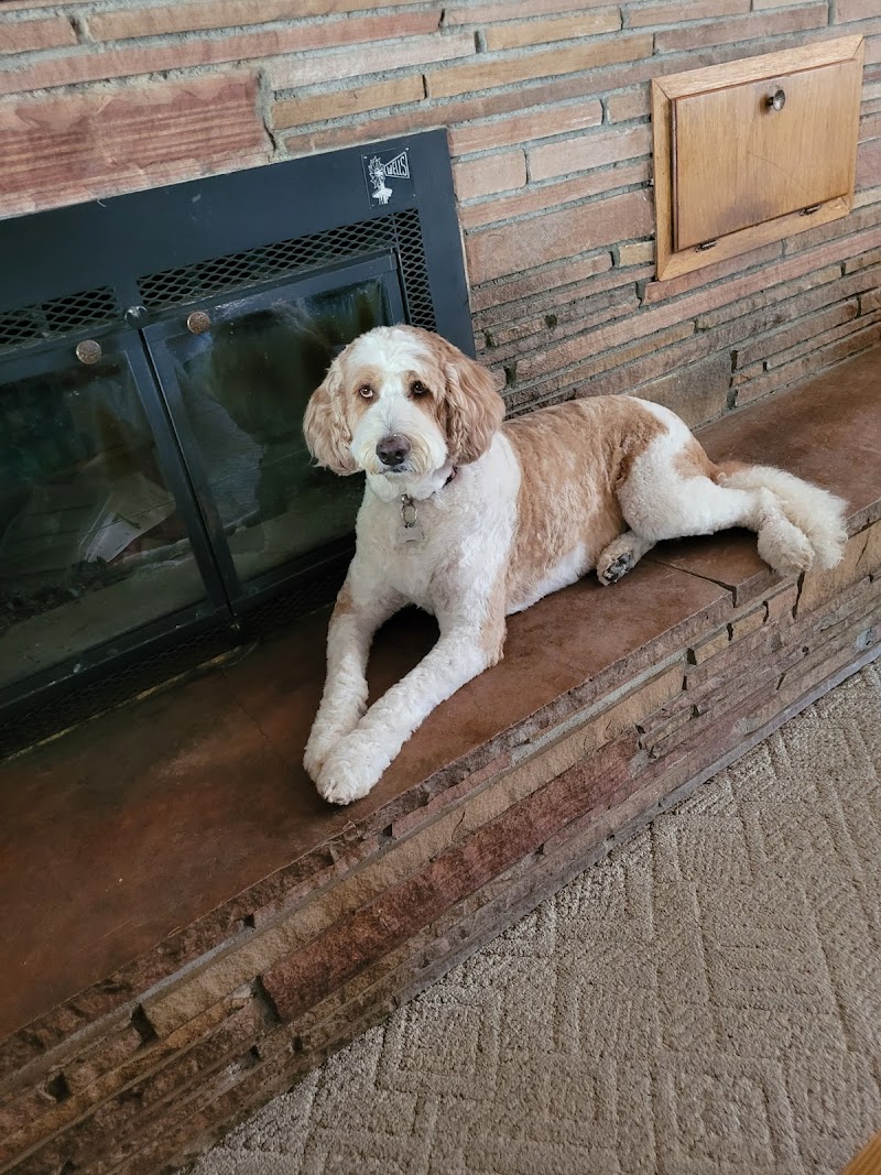 Canine & Company: A Pet Spa photo 5