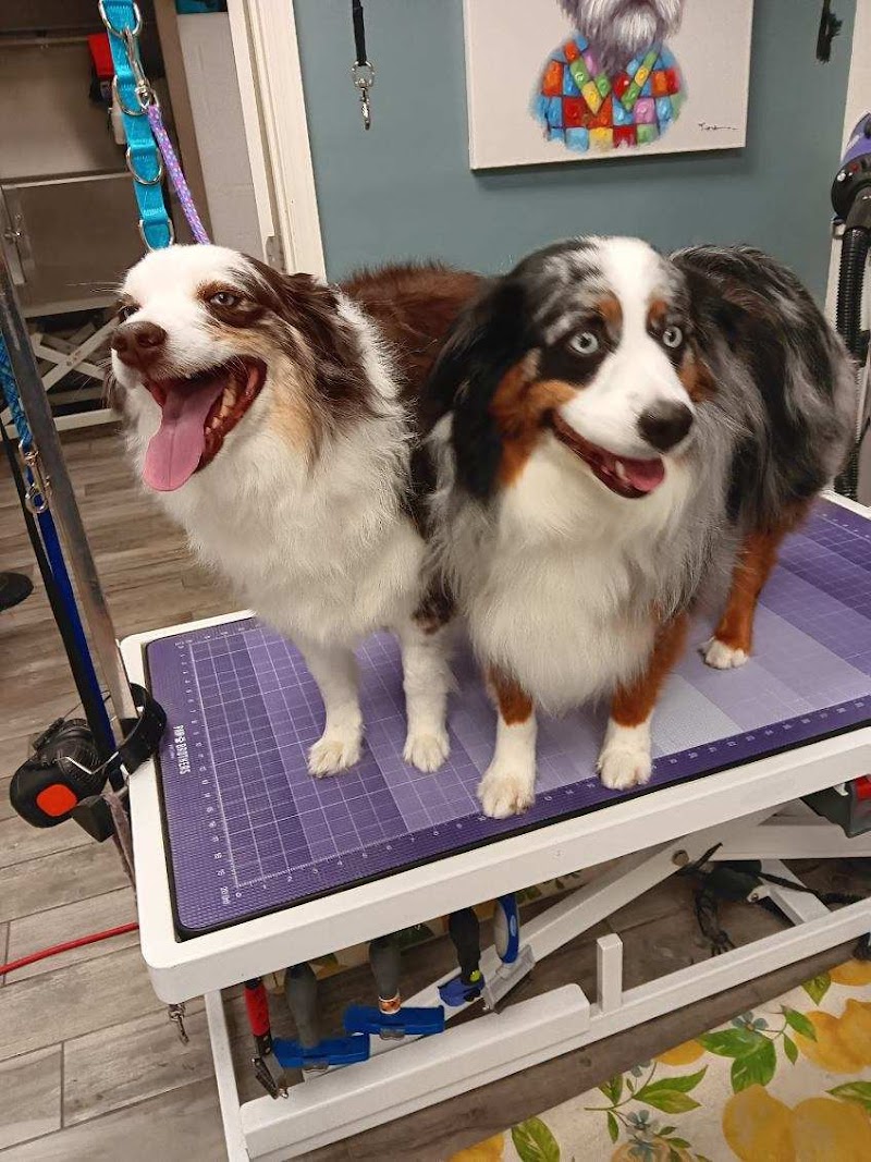 Canine & Company: A Pet Spa photo 4