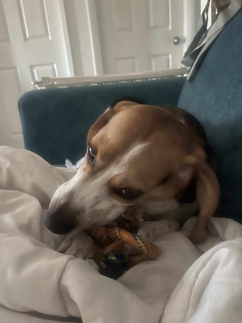 Photo of For the Love of Dog.az