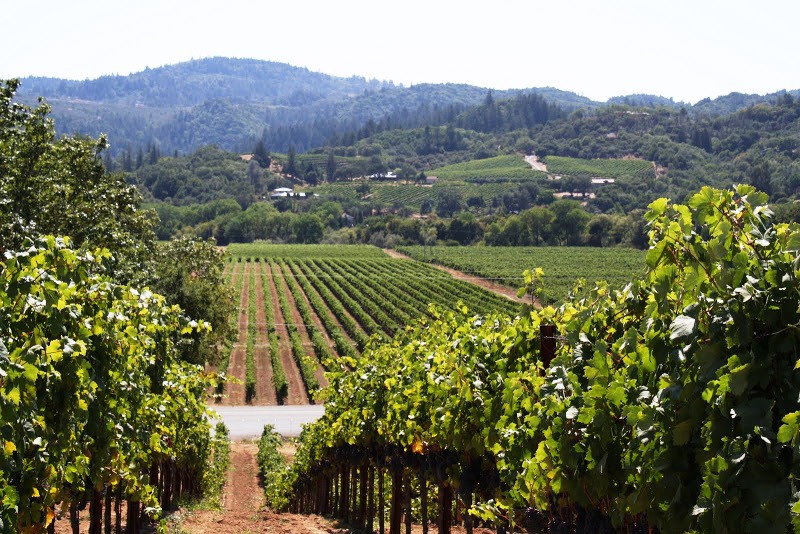 Romy Campbell REALTOR® - Wine Country Fine Homes - Serving Windsor, Santa Rosa and surrounding Sonoma County photo 4
