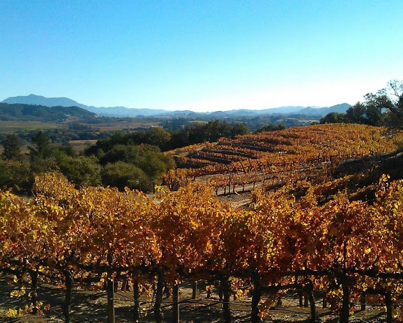 Photo of Romy Campbell REALTOR® - Wine Country Fine Homes - Serving Windsor, Santa Rosa and surrounding Sonoma County