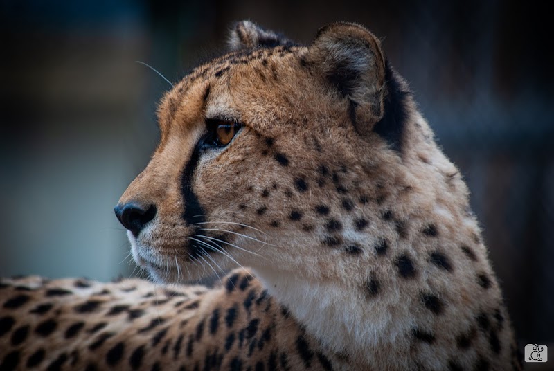 Photo of NOVA Wild