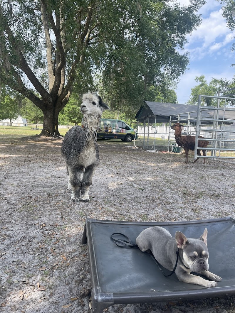 GIFMAF Dog Psychology Center photo 4