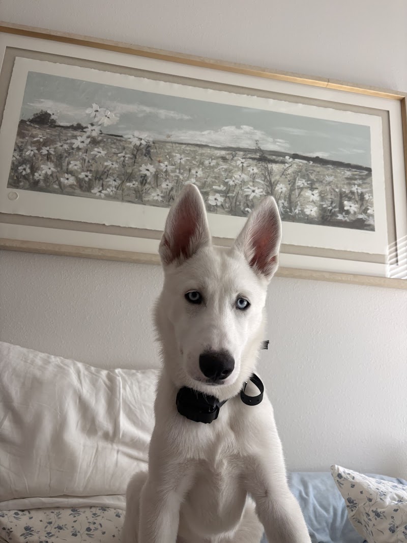 GIFMAF Dog Psychology Center photo 5