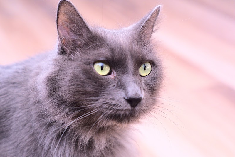 Photo of We Care Animal Rescue