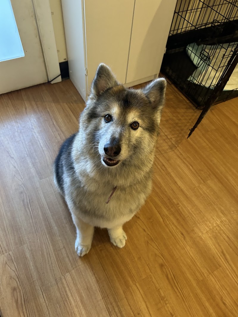 Woofy's Dog Grooming Studio photo 5