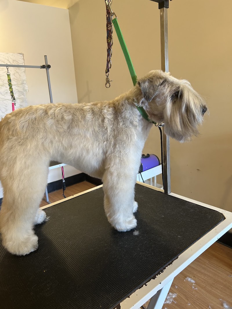 Photo of Woofy's Dog Grooming Studio