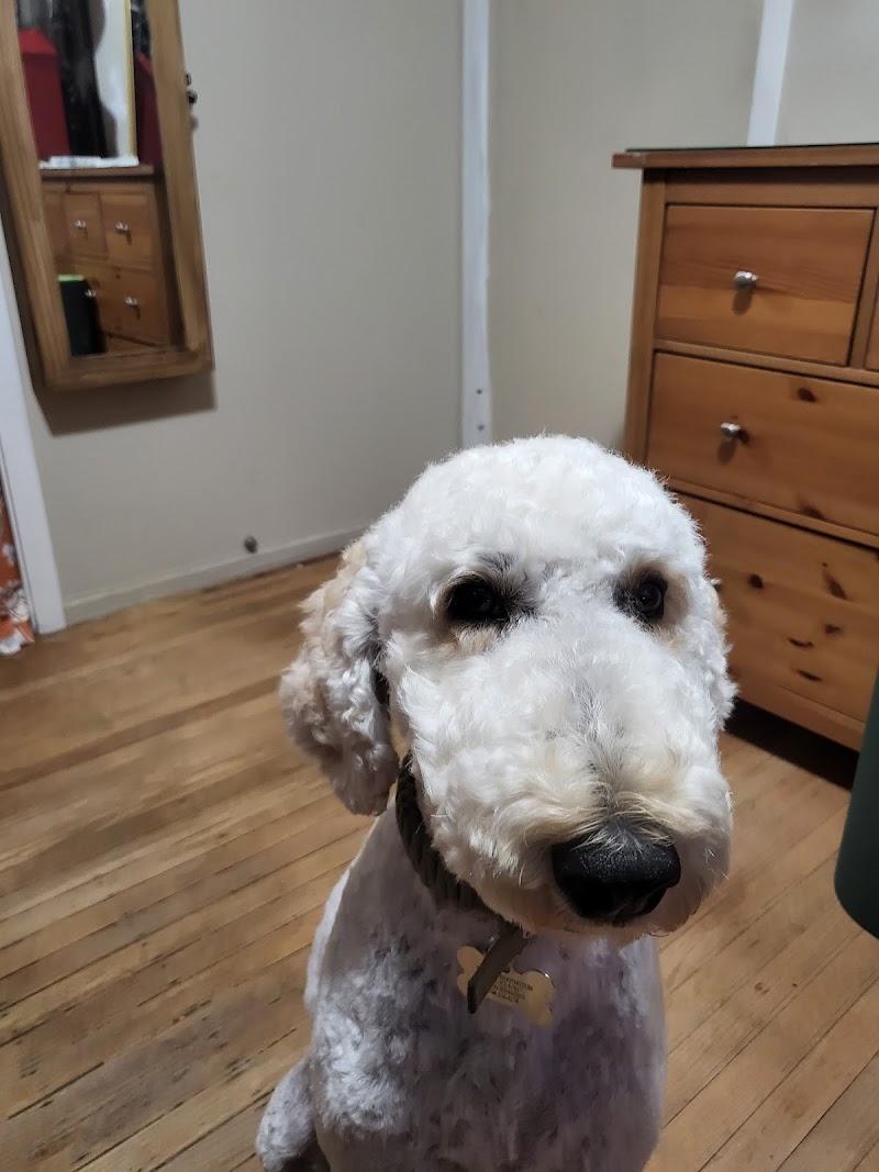 Woofy's Dog Grooming Studio photo 2