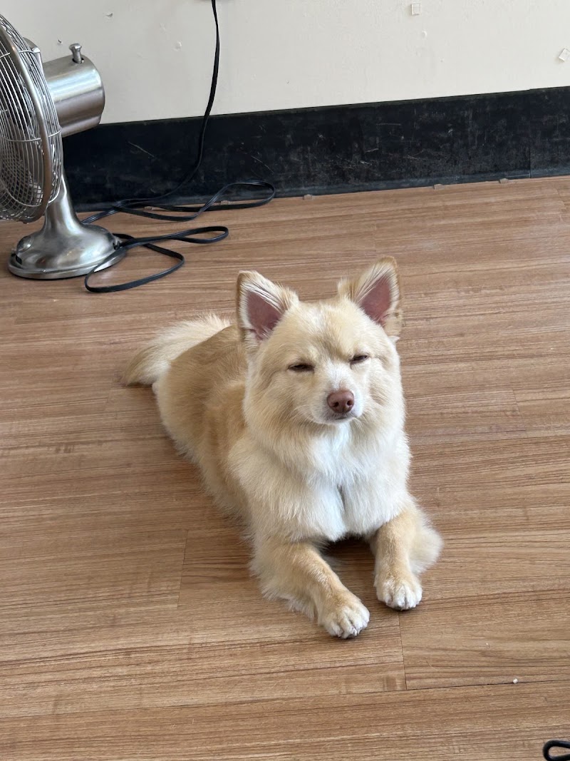 Woofy's Dog Grooming Studio photo 3