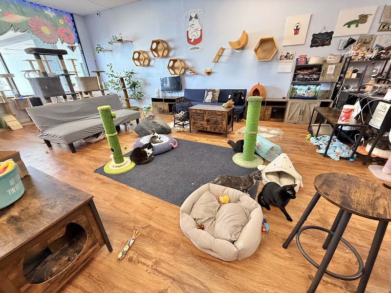 Photo of Sassy Cat Club Cafe
