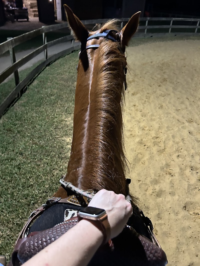 M Performance Horses Boarding & Training Facility photo 4