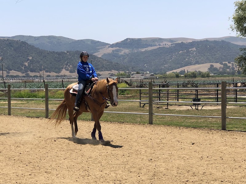 SL Barrel Horses photo 2
