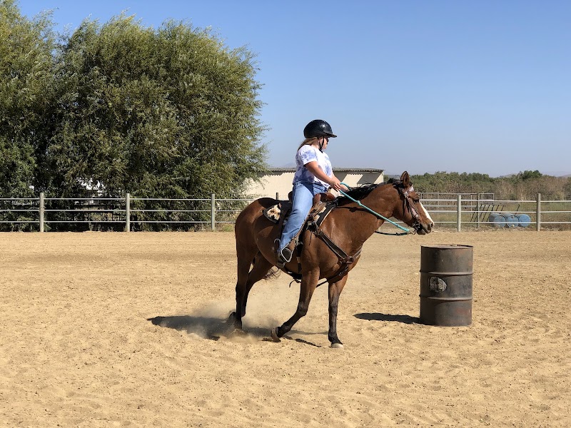 SL Barrel Horses photo 4