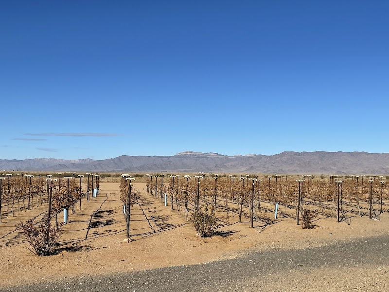 Wildcatter Winery photo 2