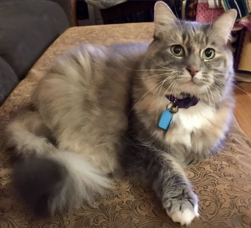 Photo of Memorial Beach Veterinary Hospital: Humphrey Patricia DVM