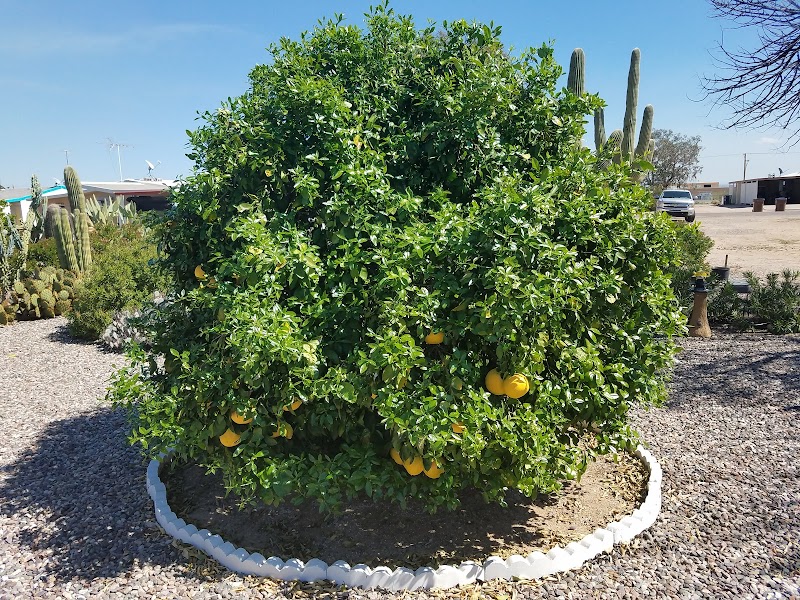 Tierra Del Sol RV Resort Association photo 2