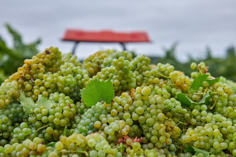 Hafner Vineyard photo 4