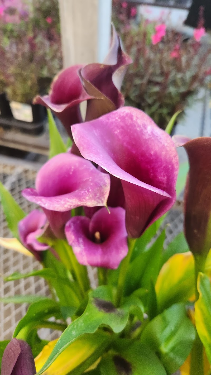 Lowe's Garden Center photo 4