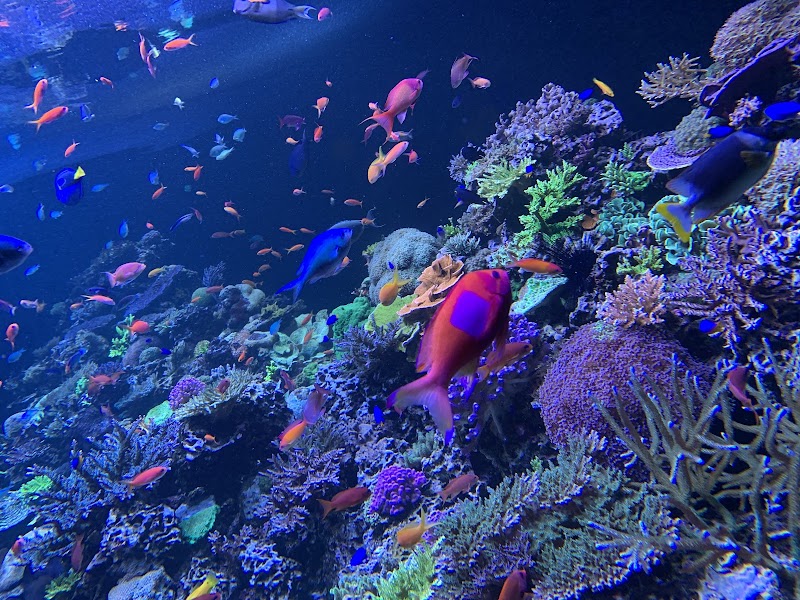 Phillip & Patricia Frost Museum of Science photo 4