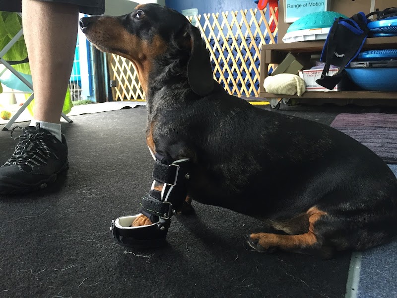 Photo of A Well Adjusted Pet, Inc.