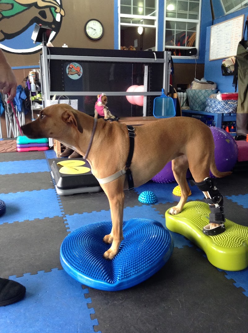 A Well Adjusted Pet, Inc. photo 3