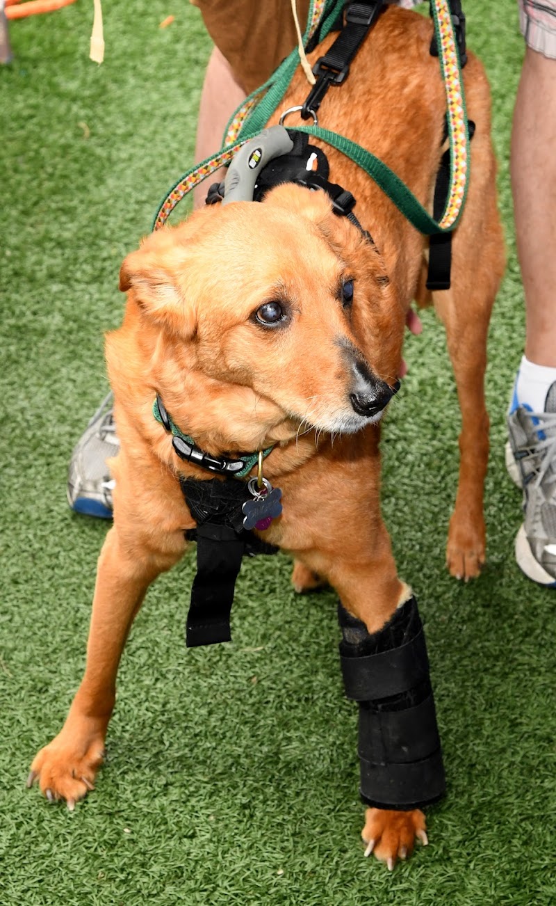 A Well Adjusted Pet, Inc. photo 5