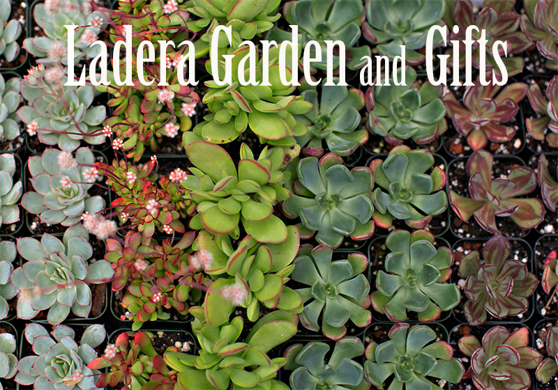 Ladera Garden & Gifts photo 2