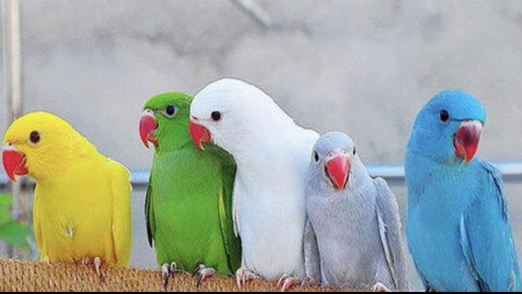Just4Birds photo 2
