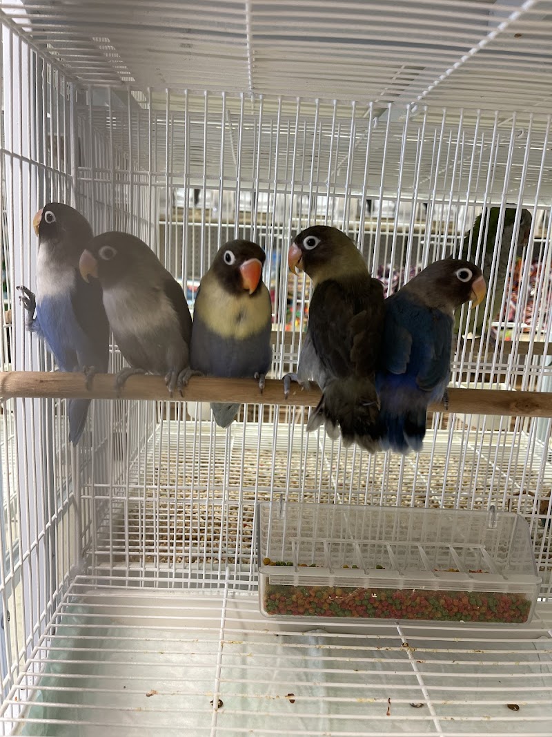 Just4Birds photo 5