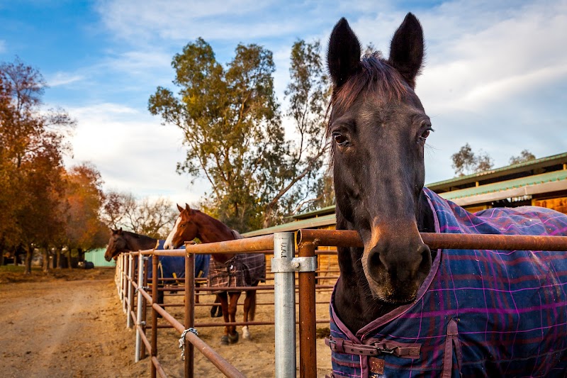 Winterhaven Sporthorses photo 5