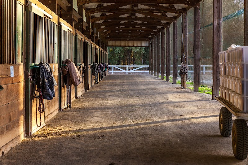 Winterhaven Sporthorses photo 3