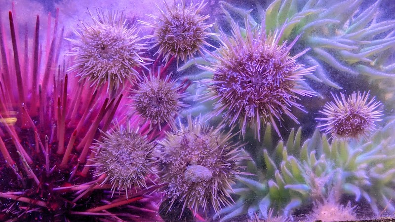 MaST Center Aquarium photo 3